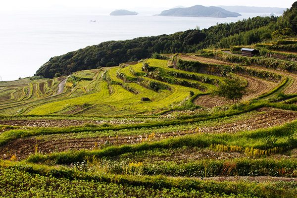 伊万里湾のイロハ島と土谷棚田展望コース