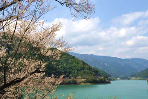 一万本桜で有名！市房ダム一周コース