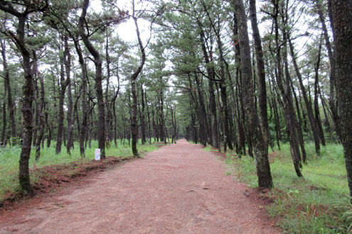 KIRISHIMAヤマザクラ運動公園クロカンコース