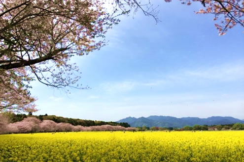 約1700年前の史跡、西都原古墳群コース