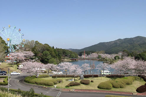 桜と紅葉のスポット、高城観音池公園周回コース
