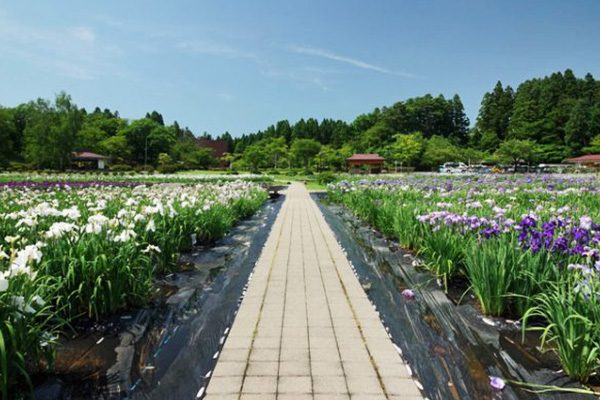 湿原に白鳥！男潟と女潟を囲む小泉潟公園コース