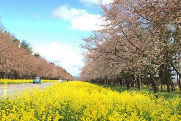 桜はなんと4000本！菜の花ロードコース