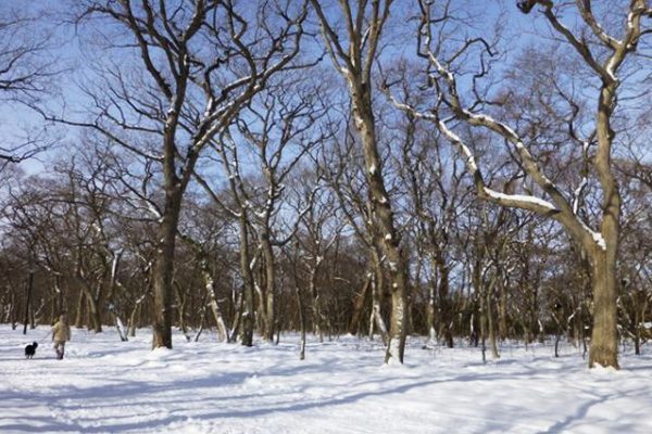 広大な自然の森をゆく千歳青葉公園周回コース