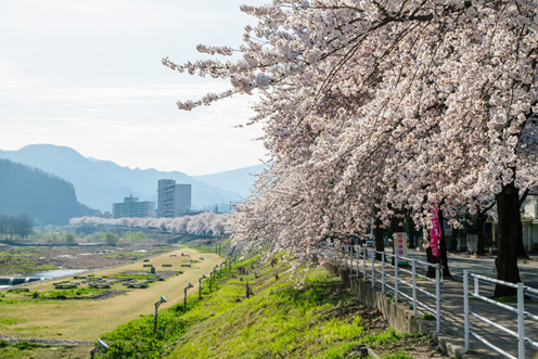 春は桜、秋は芋煮会！馬見ヶ崎川河川敷コース