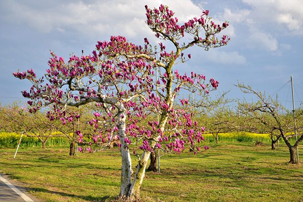 人気大会！伊達ももの里マラソンコース