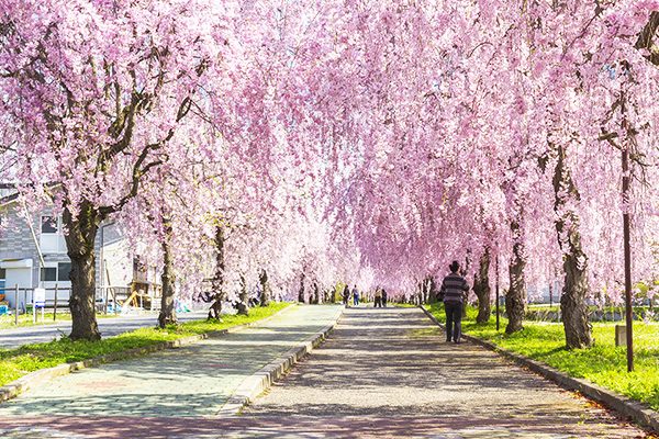 日中線跡・枝垂桜