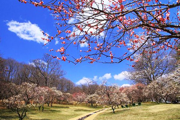 自然をのんびり楽しむ！秩父ミューズパークコース