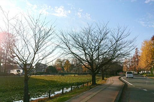 「陸王」の舞台！行田市総合公園周回コース
