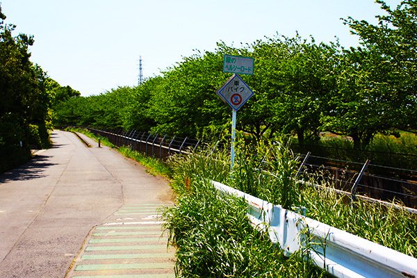 江戸時代の農業用水路！緑のヘルシーロードコース