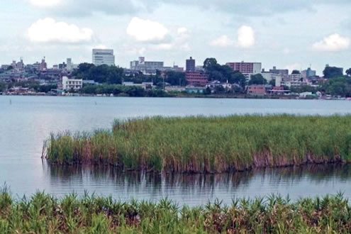 人気大会コースを体感！手賀沼一周コース