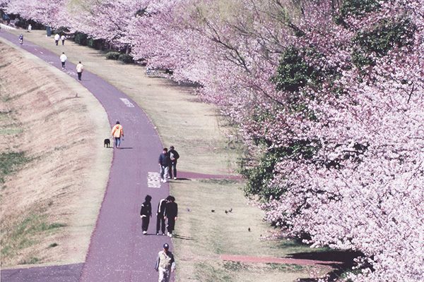 多摩川かぜのみちＬＳＤコース