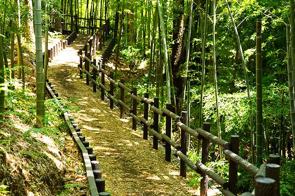 広大な自然を楽しむ生田緑地コース