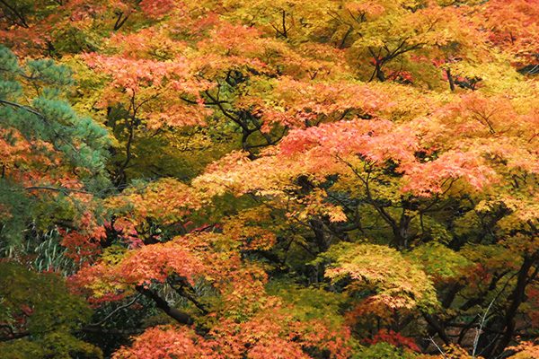 愛宕山の遊歩道を走るクロカンコース