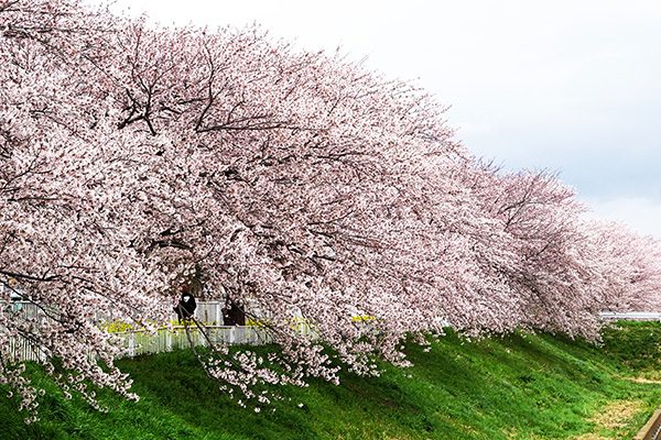 季節の風情を楽しむ五十嵐川河川敷周回コース