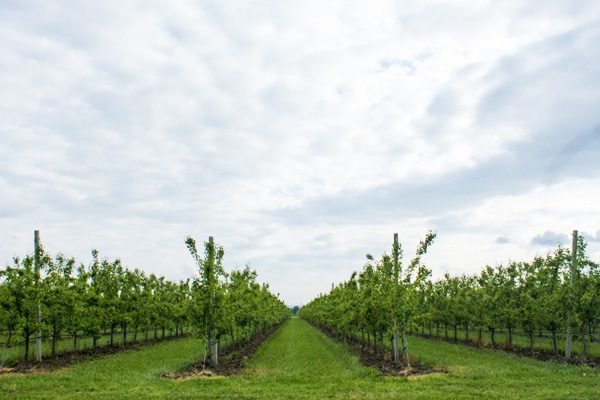 本州最北端のワイナリー・下北ワインコース