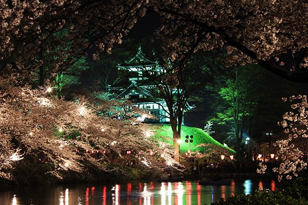 日本三大夜桜の高田公園で桜を堪能するコース