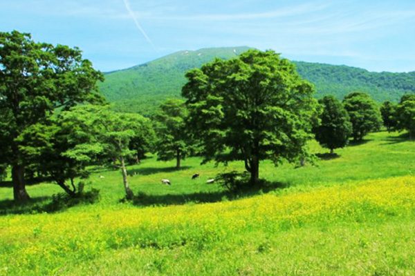雲の上の高原を走る！妙高高原コース