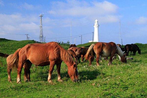 極寒に耐える寒立馬の放牧地・尻屋崎コース