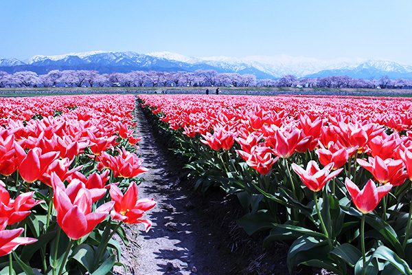 一面のチューリップ！フラワーロードコース