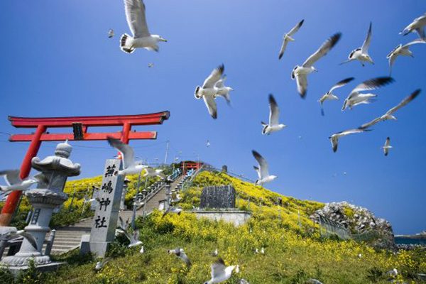 ウミネコの島・蕪島