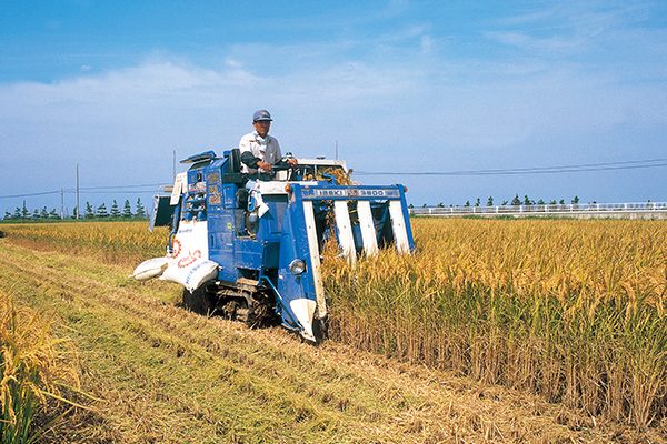 稲穂の波の中を走る・田園ランニングコース