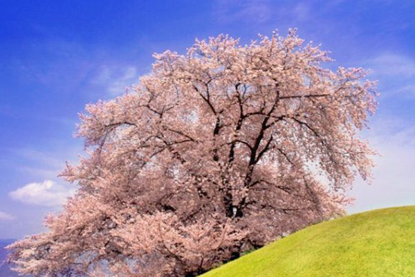 古墳群を走る！甲府風土記の丘コース