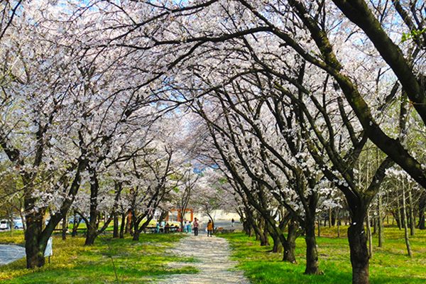 森林公園金川の森に広がる「どんぐりの森」コース