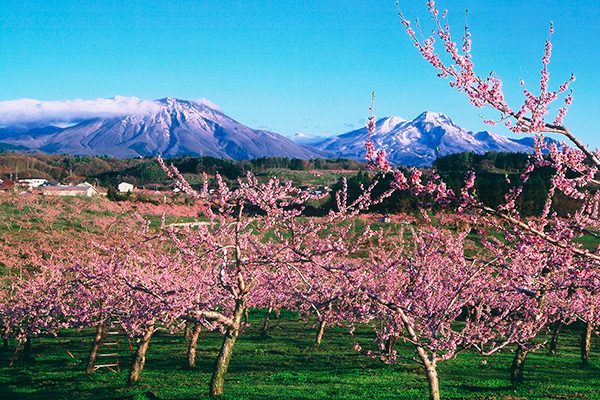 春の花々の名所をめぐる！北信四岳を臨む山岳コース