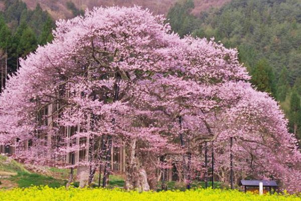 桜の名所を走ってめぐる。高山五大桜コース