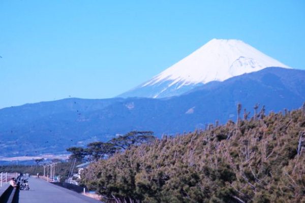 どこまでも続く松原を走る！千本浜コース