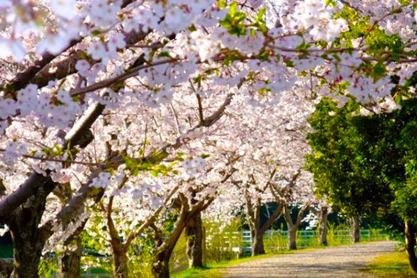 水と緑のオアシス！佐鳴湖