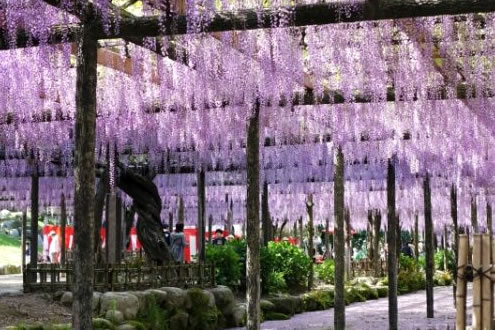 大きな藤棚で有名、天王川公園周回コース