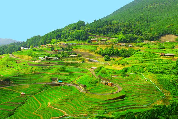 熊野・丸山千枚田満喫コース