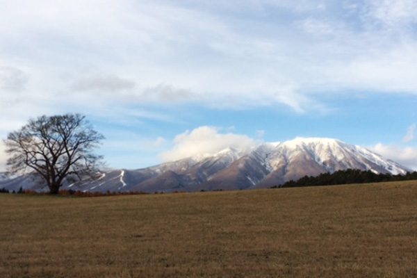 開放感いっぱい！小岩井農場の一本桜コース