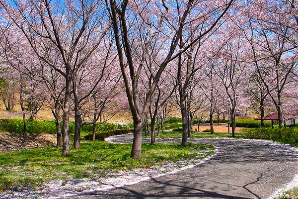 兵庫県最大級の公園！播磨中央公園の周回コース