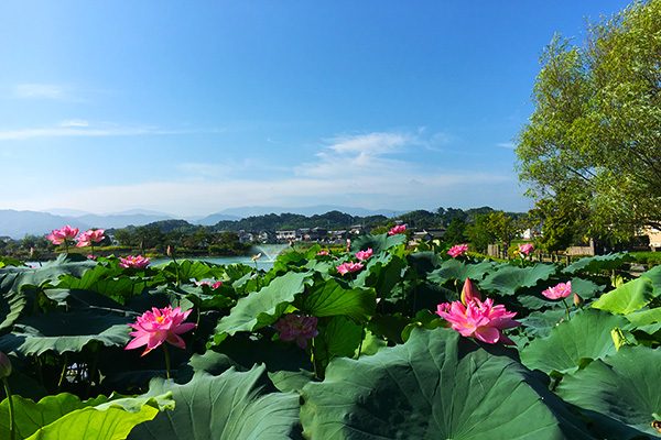 古代ハスと野鳥の楽園。平池緑地公園コース