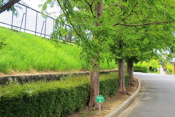 起伏で脚力アップ！松江市総合運動公園コース
