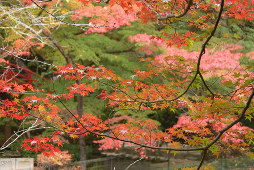 駅伝強豪校の強さの秘密！世羅高校練習コース