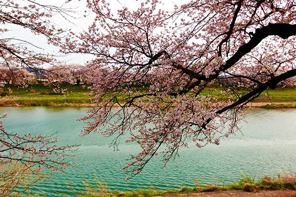 桜並木が8㎞続く、一目千本桜お花見ランコース