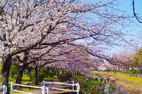 6.5km続く桜の道を走る多布施川沿いコース